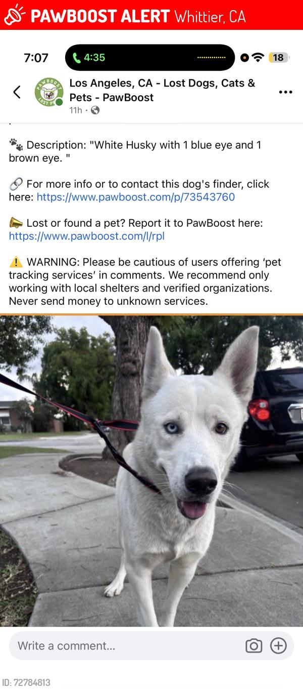 Lost Male Dog last seen Greenleaf & Danbrook drive, Whittier, CA 90605