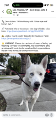 Lost Male Dog last seen Greenleaf & Danbrook drive, Whittier, CA 90605