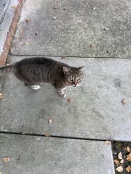 Found/Stray Female Cat last seen Stratford Arms Apts, Riverdale, GA 30274