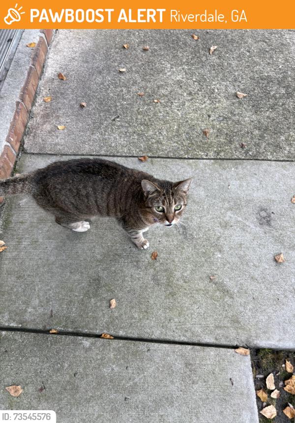 Found/Stray Female Cat last seen Stratford Arms Apts, Riverdale, GA 30274