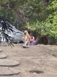 Lost Female Cat last seen View Pl And Montgomery st, Oakland, CA 94611