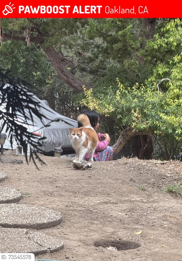 Lost Female Cat last seen View Pl And Montgomery st, Oakland, CA 94611