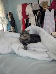 Lost Male Cat last seen Medford road, Manchester Township, NJ 08759