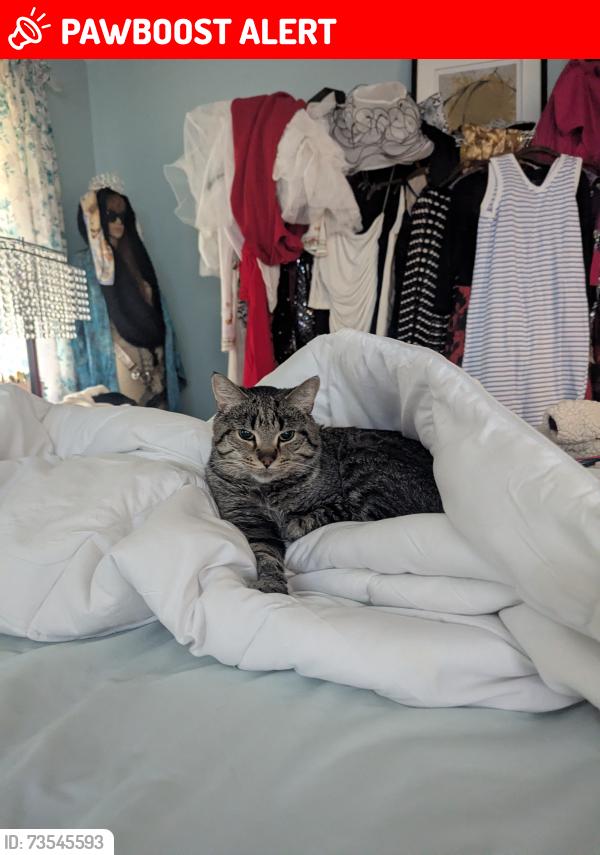 Lost Male Cat last seen Medford road, Manchester Township, NJ 08759