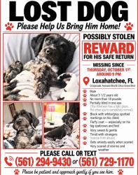 Lost Male Dog last seen 83rd and avocado, The Acreage, FL 33412