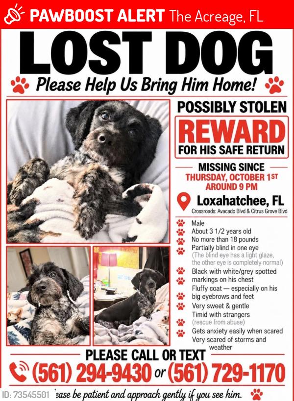 Lost Male Dog last seen 83rd and avocado, The Acreage, FL 33412