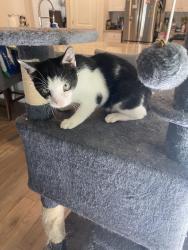 Found/Stray Male Cat last seen Monaca and Craigflower Ct, Horry County, SC 29568