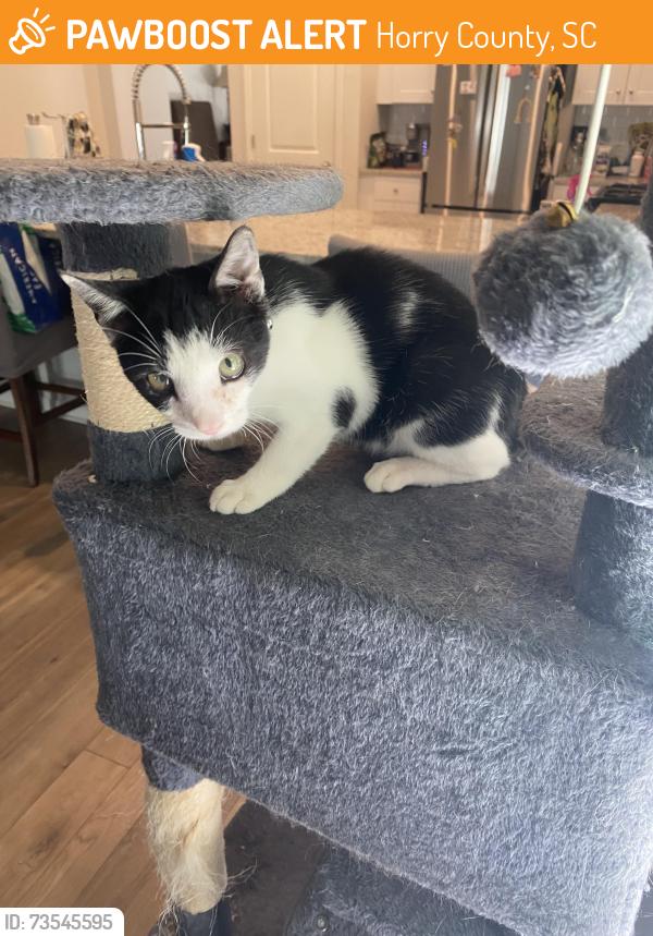 Found/Stray Male Cat last seen Monaca and Craigflower Ct, Horry County, SC 29568