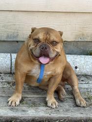 Lost Male Dog last seen Branon St / Peek St, Grand Prairie, TX 75051