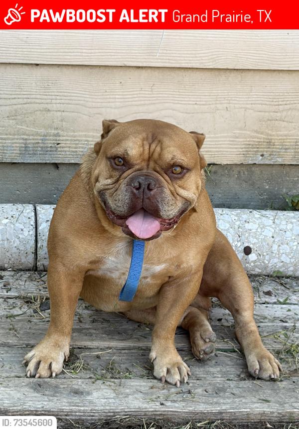 Lost Male Dog last seen Branon St / Peek St, Grand Prairie, TX 75051