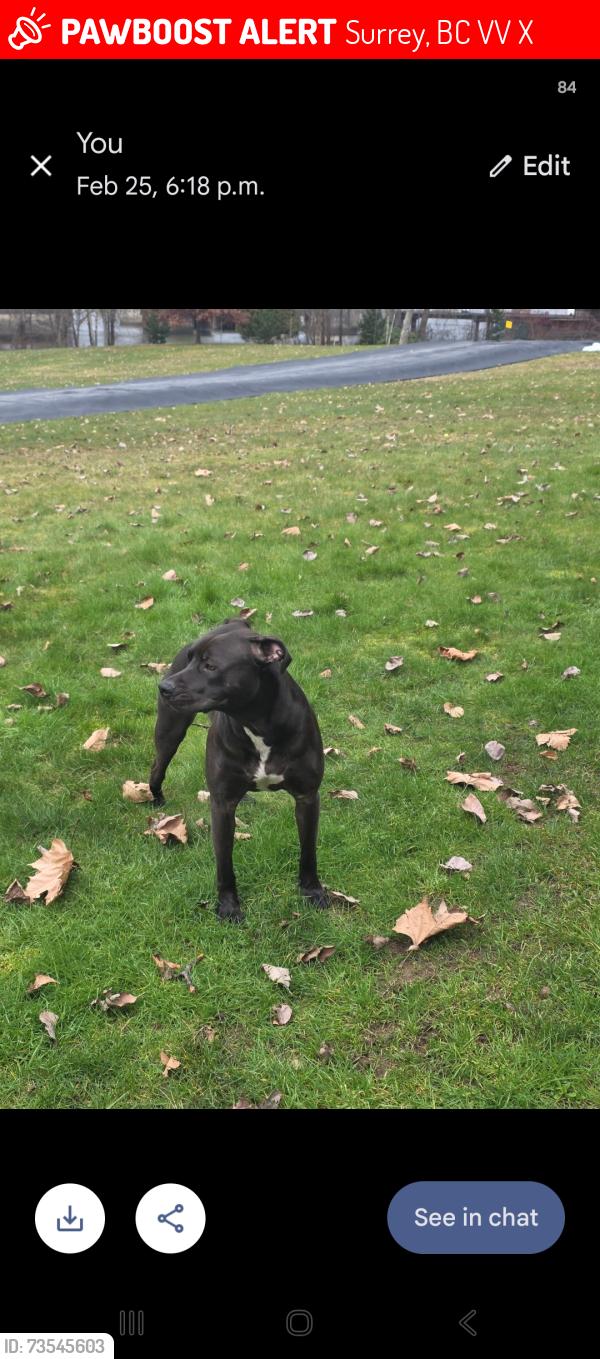 Lost Male Dog last seen Timberland, Surrey, BC V3V 3X3