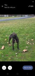 Lost Male Dog last seen Timberland, Surrey, BC V3V 3X3