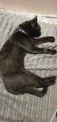 Found/Stray Male Cat last seen Marine ave and Lemoli ave, Gardena, CA 90247