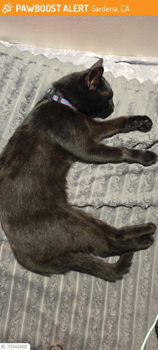 Found/Stray Male Cat last seen Marine ave and Lemoli ave, Gardena, CA 90247