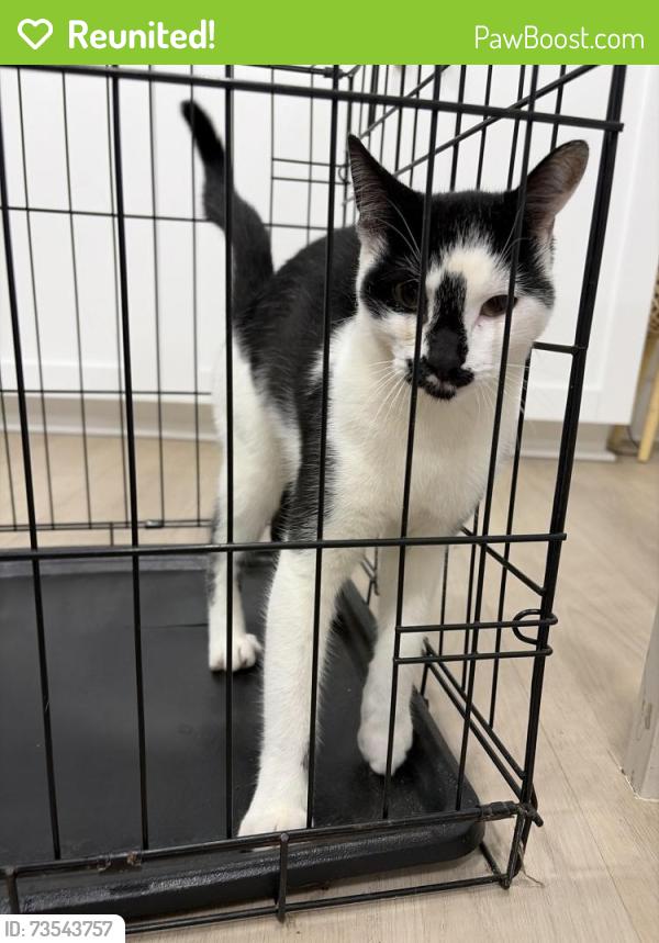Reunited Unknown Cat last seen Ne 9th place Cape Coral FL, Cape Coral, FL 33909