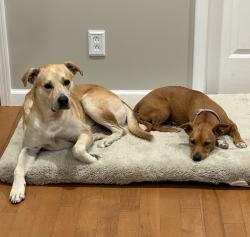 Reunited Male Dog last seen Found off of 221, Forest City, NC 28040