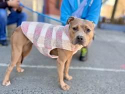 Shelter Stray Female Dog last seen Near Briggs Avenue, BRONX, NY, 10458, 326 E 110th St, New York, NY 10029, USA