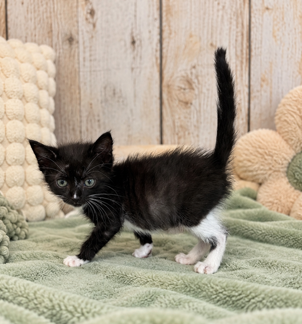 Shelter Stray Female Cat last seen in the road, LAFAYETTE, LA, 70503, 410 Dugas Rd, Lafayette, LA 70507, USA