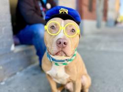 Shelter Stray Male Dog last seen 13, BRONX, NY, 10455, 326 E 110th St, New York, NY 10029, USA