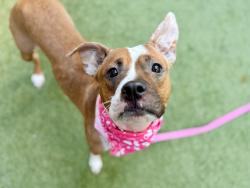 Shelter Stray Female Dog last seen Near Morrison Avenue, BRONX, NY, 10472, 326 E 110th St, New York, NY 10029, USA