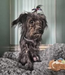 Shelter Stray Female Dog last seen Broadway Ave, NEW YORK, NY, 10040, 326 E 110th St, New York, NY 10029, USA