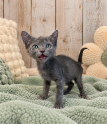 Shelter Stray Female Cat last seen LA, 410 Dugas Rd, Lafayette, LA 70507, USA