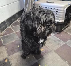 Shelter Stray Male Dog last seen Broadway Ave, NEW YORK, NY, 10040, 326 E 110th St, New York, NY 10029, USA