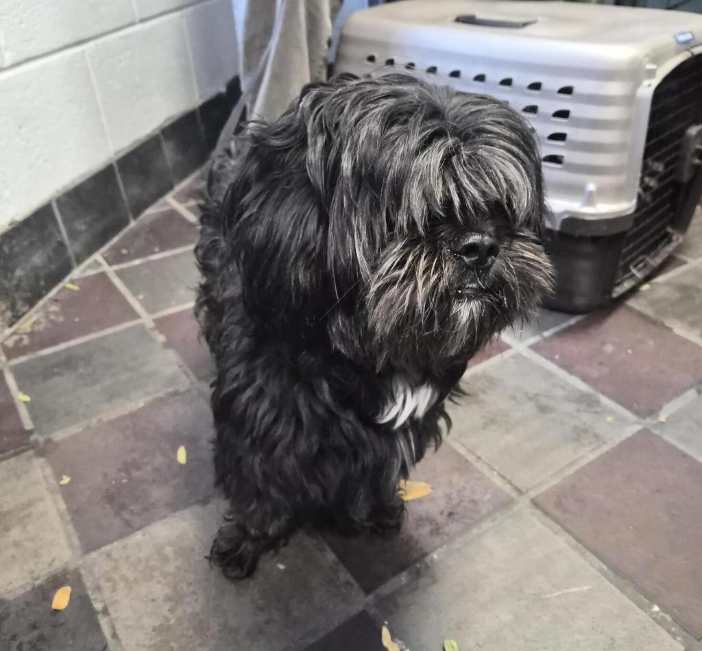 Shelter Stray Male Dog last seen Broadway Ave, NEW YORK, NY, 10040, 326 E 110th St, New York, NY 10029, USA