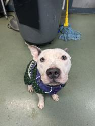 Shelter Stray Male Dog last seen Near Bristol Street, BROOKLYN, NY, 11212, 326 E 110th St, New York, NY 10029, USA