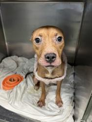 Shelter Stray Female Dog last seen Near Park Avenue, BRONX, NY, 10457, 326 E 110th St, New York, NY 10029, USA