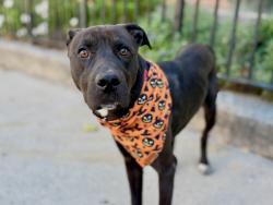 Shelter Stray Male Dog last seen tied up on a fence, BRONX, NY, 10455, 326 E 110th St, New York, NY 10029, USA