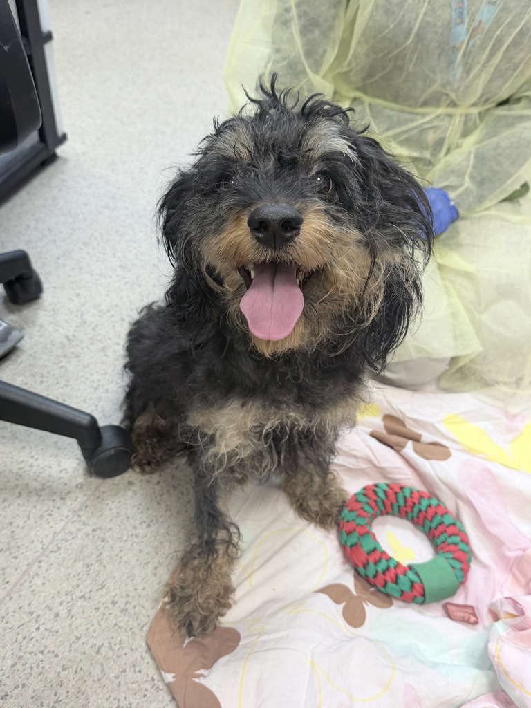 Shelter Stray Male Dog last seen Near White Plains Road, BRONX, NY, 10470, 326 E 110th St, New York, NY 10029, USA
