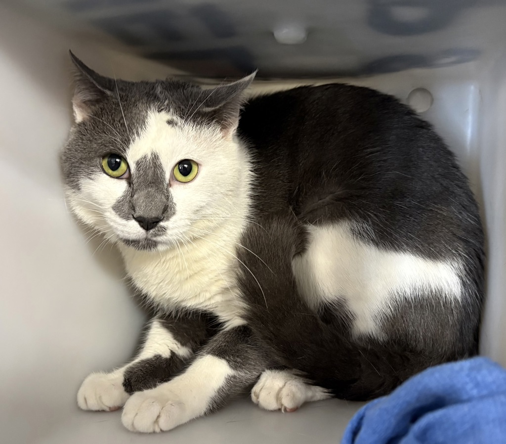 Shelter Stray Male Cat last seen Apt 03D,60 Colombia Street, NEW YORK, NY, 10002, 326 E 110th St, New York, NY 10029, USA
