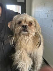 Shelter Stray Male Dog last seen Near S Monarch Medows, Riverton, UT, 84095, 511 W 3900 S, Salt Lake City, UT 84123, USA