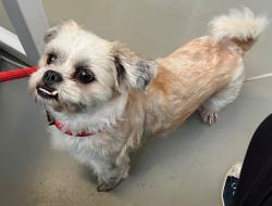 Shelter Stray Male Dog last seen Wild Avenue, STATEN ISLAND, NY, 10314, 3139 Veterans Rd W, Staten Island, NY 10309, USA
