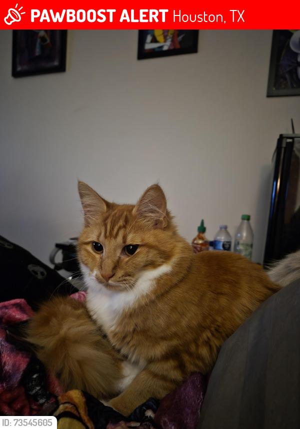 Lost Female Cat last seen Woodlands West Dr, Houston, TX 77040