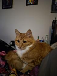 Lost Female Cat last seen Woodlands West Dr, Houston, TX 77040