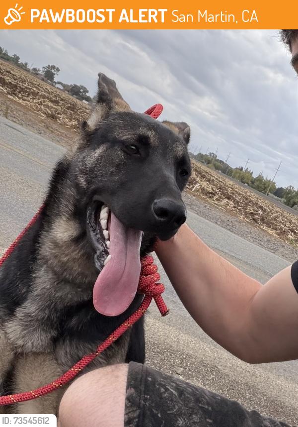 Found/Stray Female Dog last seen found in morgan hill by the safeway and turned into the santa clara animal services, San Martin, CA 95046