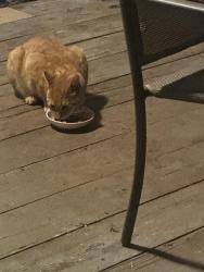 Found/Stray Male Cat last seen Rockland/Hurst McDaniel Mill Rd, Conyers, GA 30094