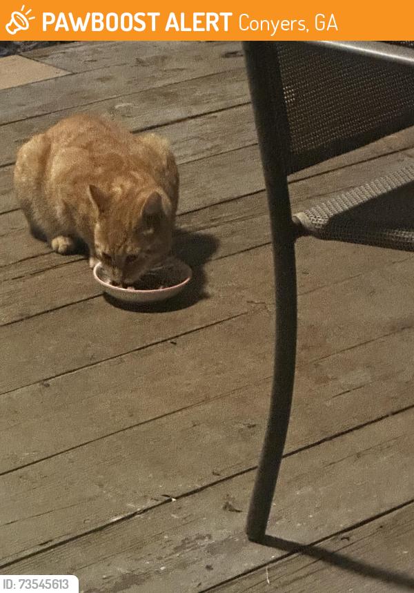 Found/Stray Male Cat last seen Rockland/Hurst McDaniel Mill Rd, Conyers, GA 30094