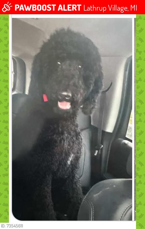 Lost Male Dog last seen Telegraph/8 Mile, Lathrup Village, MI 48076