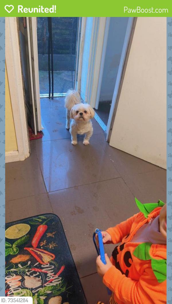 Reunited Male Dog last seen St Clement’s avenue, Bloxwich, England WS3 1JQ