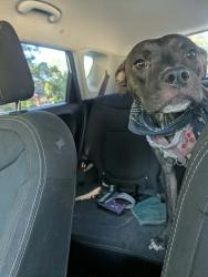 Reunited Female Dog last seen Near s center st, Statesville, NC 28677