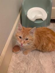 Found/Stray Unknown Cat last seen Carydon Park, Eau Claire, WI 54701