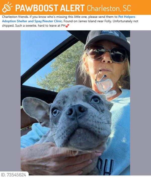 Found/Stray Male Dog last seen Folly Road and Grimball, Charleston, SC 29412