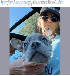 Found/Stray Male Dog last seen Folly Road and Grimball, Charleston, SC 29412