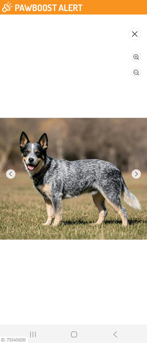 Found/Stray Unknown Dog last seen This is not exact photo ,the dog was in my yard then took off running towards fire dept, Spartanburg County, SC 29322