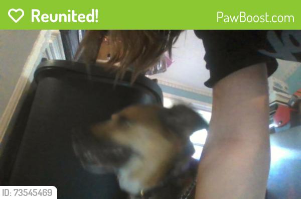 Reunited Female Dog last seen Near James Town Rd, Easley, SC 29641