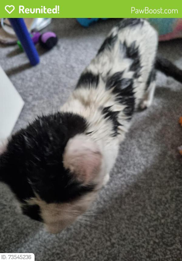 Reunited Male Cat last seen Pendeford, Pendeford, England 