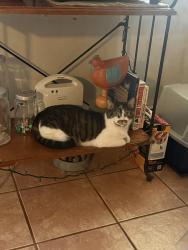 Lost Male Cat last seen Near somme st newark nj, Newark, NJ 07105